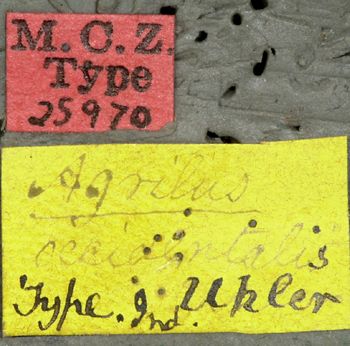 Media type: image;   Entomology 25970 Aspect: labels